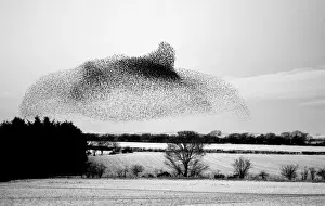 Starlings Sturnus vulgarus arriving at night time roost near Gretna Scotland December
