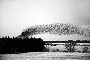 Starlings Sturnus vulgarus arriving at night time roost near Gretna Scotland December