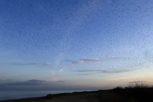 Roost Prints: Starlings Sturnus vulgarus arriving at roost at dusk Minsmere Suffolk winter