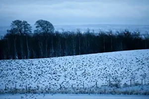 Flock Prints: Starlings Sturnus vulgarus arriving at roost Gretna Dumfries & Galloway Scotland December