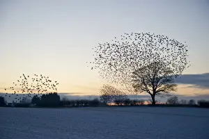 Starlings Sturnus vulgarus arriving at roost Gretna Dumfries Scotland December
