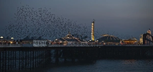 Starlings Sturnus vulgarus arriving to roost at Palace Pier Brighton winter