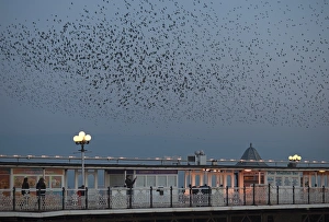 Starlings Sturnus vulgarus arriving to roost at Palace Pier Brighton winter