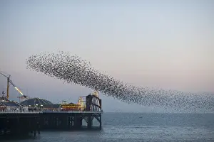 Starlings Sturnus vulgarus arriving to roost at Palace Pier Brighton winter