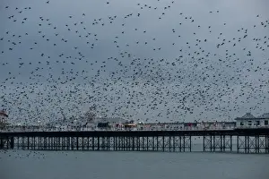 Starlings Sturnus vulgarus arriving to roost at Palace Pier Brighton winter