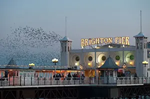 Bird Prints: Starlings Sturnus vulgarus arriving to roost at Palace Pier Brighton winter