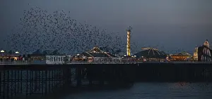 Starlings Sturnus vulgarus arriving to roost at Palace Pier Brighton winter