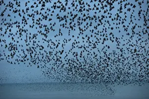Starlings Sturnus vulgarus arriving to roost at Palace Pier Brighton winter