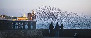 Starlings Sturnus vulgarus arriving to roost at Palace Pier Brighton winter