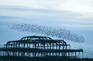 Starlings Sturnus vulgarus arriving to roost on West Pier Brighton Sussex December starlings sturnus vulgarus arriving roost west pier brighton sussex december