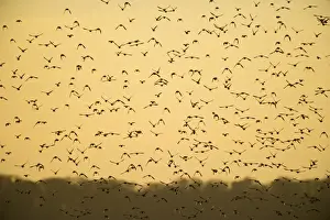 Flock Prints: Starlings Sturnus vulgarus arrving at roost Norfolk winter