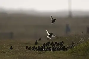 Flock Prints: Starlings Sturnus vulgarus autumn flock Cley Norfolk