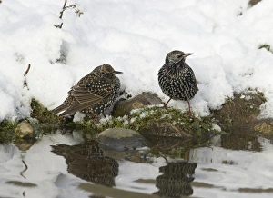 Starlings Sturnus vulgarus coming down to drink in snow Norfolk December Starlings Sturnus vulgarus coming down to drink in snow Norfolk December