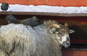 Starlings Sturnus vulgarus feeding around livestock Dumfries Scotland