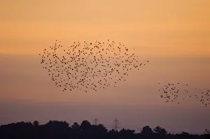 Roost Prints: Starlings Sturnus vulgarus flying to roost Minsmere Suffolk winter