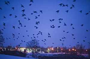 Starlings Sturnus vulgarus flying to roost near Gretna Scotland December