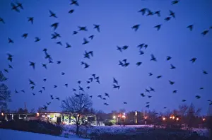 Starlings Sturnus vulgarus flying to roost near Gretna Scotland December