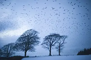 Flock Prints: Starlings Sturnus vulgarus flying to roost near Gretna Scotland December