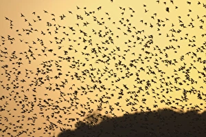 Starlings Sturnus vulgarus flying to roost North Norfolk UK winter Starlings Sturnus vulgarus flying to roost North Norfolk UK winter