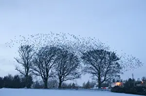 Flock Prints: Starlings Sturnus vulgarus gathering at roost near Gretna Scotland December