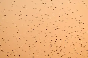 Flock Prints: Starlings Sturnus vulgarus going to roost Norfolk November