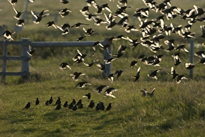 Starlings Sturnus vulgarus post breeding flock at Cley late summer Norfolk Starlings Sturnus vulgarus post breeding flock at Cley late summer Norfolk