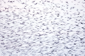 Statlings Sturnus vulgarus flock arriving at roost Cley Norfolk winter Statlings Sturnus vulgarus flock arriving at roost Cley Norfolk winter