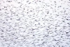 Roost Prints: Statlings Sturnus vulgarus flock arriving at roost Cley Norfolk winter