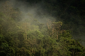 Steam rising from forest in Puerto Princesa Subterranean River National Park Nr Sabang Steam rising from forest in Puerto Princesa Subterranean River National Park Nr Sabang