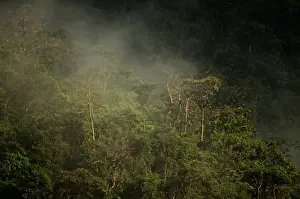 Tropical Prints: Steam rising from forest in Puerto Princesa Subterranean River National Park Nr Sabang