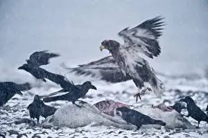 Snowing Prints: Stellers Eagle Haliaeetus pelagicus immature at a seal carcass along with Jungle