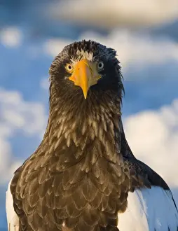 Stellers Eagle Prints: Stellers Eagle Haliaeetus pelagicus Nemuro Channel Hokkaido Japan February