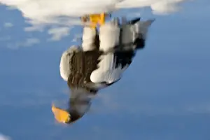 Stellers Eagle Prints: Stellers Eagle Haliaeetus pelagicus reflection of adult among sea ice in Nemuro