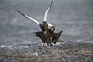 Stellers Eagles Haliaeetus pelagicus adult and immature fighting over carcass Shiretoko Stellers Eagles Haliaeetus pelagicus adult and immature fighting over carcass Shiretoko