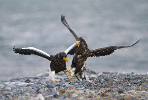Stellers Eagles Haliaeetus pelagicus adult and immature fighting over carcass Shiretoko