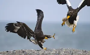 Stellers Eagles Haliaeetus pelagicus adult and immature fighting over carcass Shiretoko