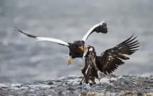 Stellers Eagles Haliaeetus pelagicus adult and immature fighting over carcass Shiretoko