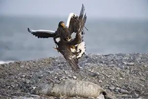 Stellers Eagles Haliaeetus pelagicus adult and immature fighting over carcass Shiretoko