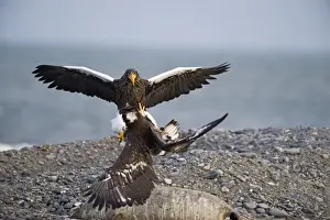 Stellers Eagles Haliaeetus pelagicus adult and immature fighting over carcass Shiretoko