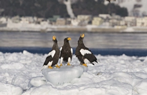 Stellers Eagles Haliaeetus pelagicus calling on sea ice off Rausu on Shiretoko Peninsula Stellers Eagles Haliaeetus pelagicus calling on sea ice off Rausu on Shiretoko Peninsula