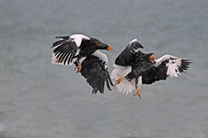 Stellers Eagles Haliaeetus pelagicus fighting Akan Hokkaido Japan Stellers Eagles Haliaeetus pelagicus fighting Akan Hokkaido Japan