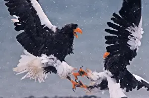 Snowing Prints: Stellers Eagles Haliaeetus pelagicus fighting Akan Hokkaido Japan