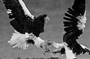 Black And White Prints: Stellers Eagles Haliaeetus pelagicus fighting Akan Hokkaido Japan