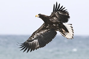 Stellers Eagles Haliaeetus pelagicus immature Shiretoko Peninsula Hokkaido Japan Stellers Eagles Haliaeetus pelagicus immature Shiretoko Peninsula Hokkaido Japan