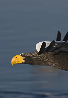 Stellers Eagles Haliaeetus pelagicus on sea ice in Nemuro Channel off Rausu Hokkaido