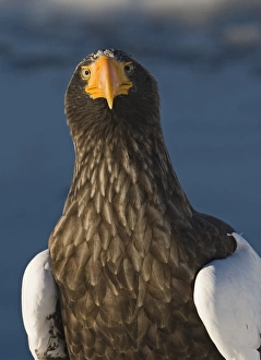 Stellers Eagles Haliaeetus pelagicus out on sea ice off Rausu on Shiretoko Peninsula