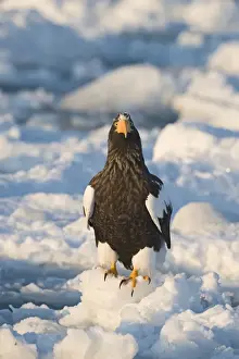 Stellers Eagle Prints: Stellers Eagles Haliaeetus pelagicus out on sea ice off Rausu on Shiretoko Peninsula