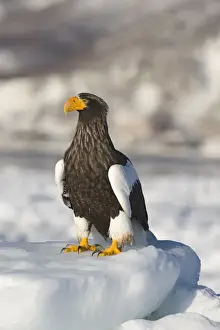 Stellers Eagles Haliaeetus pelagicus out on sea ice off Rausu on Shiretoko Peninsula