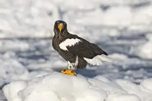 Stellers Eagles Haliaeetus pelagicus out on sea ice off Rausu on Shiretoko Peninsula