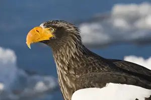 Stellers Eagles Haliaeetus pelagicus out on sea ice off Rausu on Shiretoko Peninsula